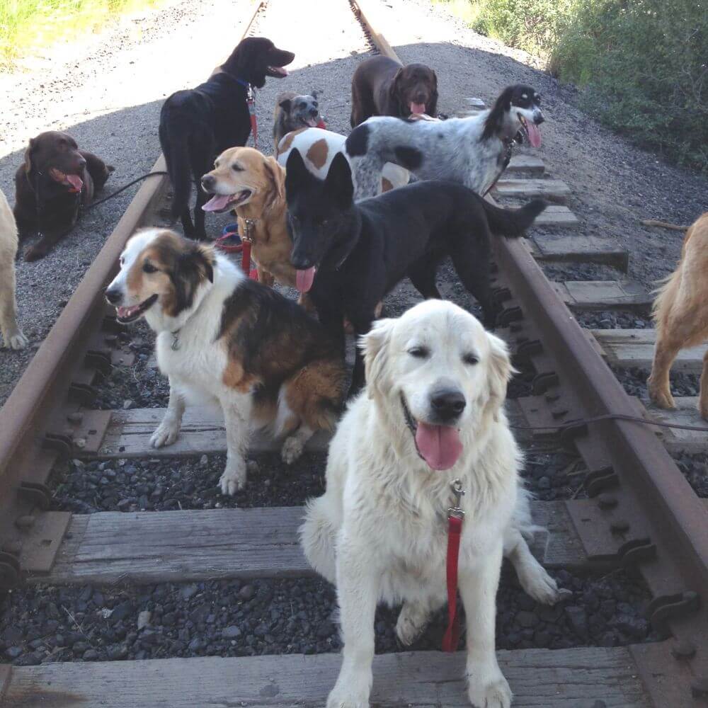 Photo Gallery Walkin' the Dog Vail, CO