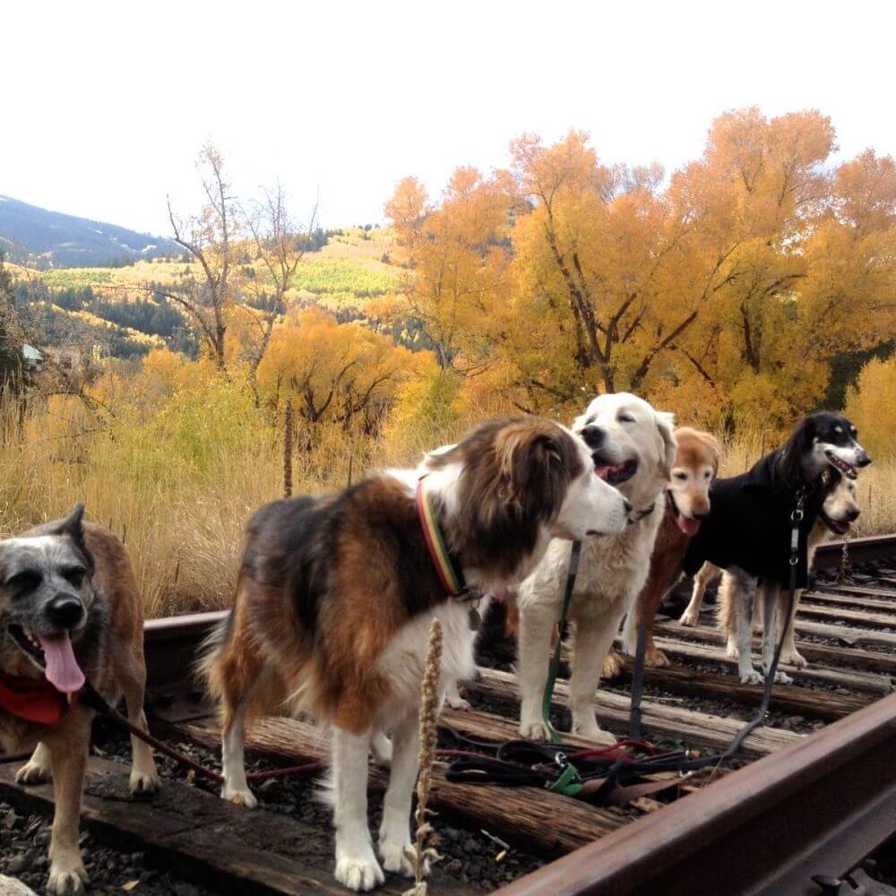 Photo Gallery Walkin' the Dog Vail, CO